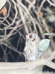 Otus bakkamoena
