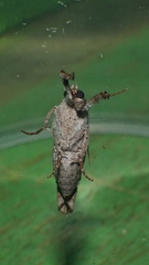 Oxyodes
