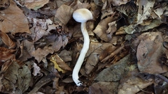 Cortinarius croceocoeruleus