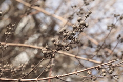 Filipendula ulmaria