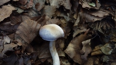Cortinarius croceocoeruleus