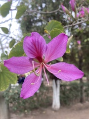 Bauhinia