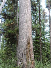 Larix occidentalis