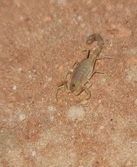 Parabuthus