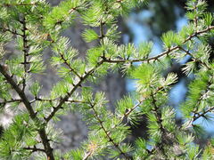 Larix occidentalis