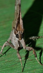 Oxyodes