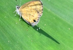 Prosotas nora superdates