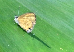 Prosotas nora superdates