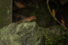 Sphenomorphus sabanus