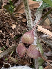 Asarum caudigerum