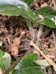 Asarum caudigerum