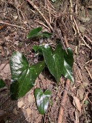 Asarum caudigerum