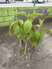 Megaskepasma