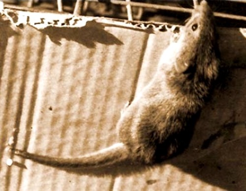 Candango mouse (Juscelinomys candango) — Extinct Mammalia