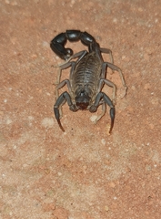 Parabuthus granulatus