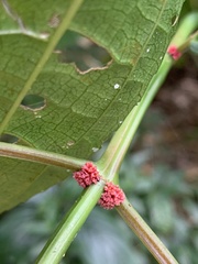 Pilea funkikensis