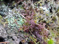 Frullania tamarisci