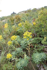 Euphorbia glareosa