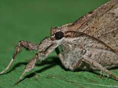 Oxyodes