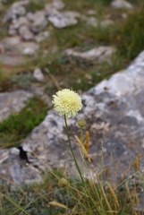 Cephalaria