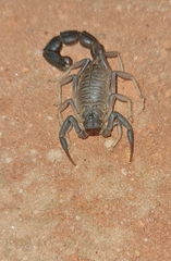 Parabuthus granulatus