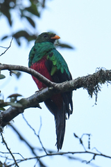 Pharomachrus auriceps