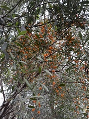 Phoradendron quadrangulare