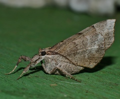 Oxyodes