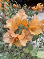 Bougainvillea