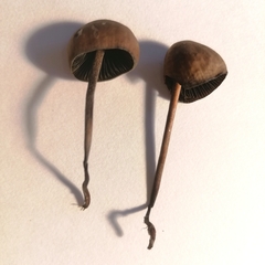 Panaeolus foenisecii
