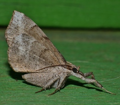 Oxyodes