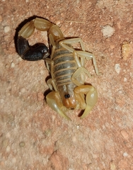 Parabuthus laevifrons