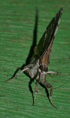 Oxyodes