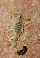 Parabuthus laevifrons
