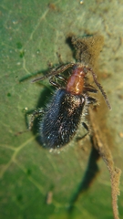 Lagriinae