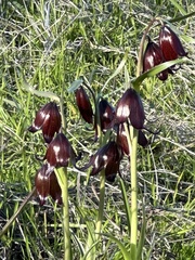 Fritillaria biflora