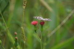 Burnsius orcynoides