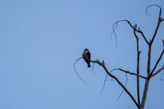 Microhierax latifrons