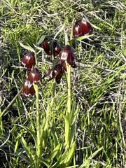 Fritillaria biflora