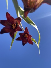 Fritillaria biflora