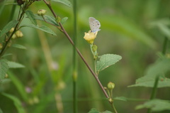 Hemiargus hanno