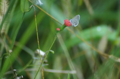 Hemiargus hanno