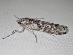 Cactobrosis fernaldialis