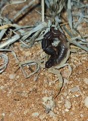Parabuthus schlechteri