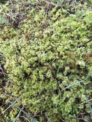 Racomitrium elongatum