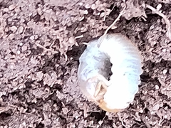 Melolontha melolontha
