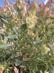 Rumex lunaria