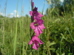 Gladiolus imbricatus