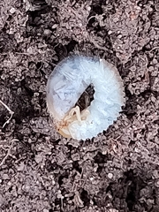 Melolontha melolontha