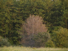 Yponomeuta cagnagella